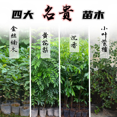 正宗沉香树苗金丝楠木树苗海南黄花梨小叶紫檀树苗盆栽名贵树苗