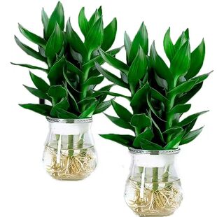 【两盆更划算】观音竹富贵竹水培植物花卉绿植绿萝室内盆栽转运