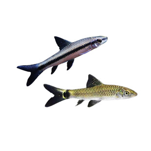 黑线飞狐鱼热带观赏鱼活体清洁鱼缸丝藻黑毛藻淡水小型鱼一线飞狐