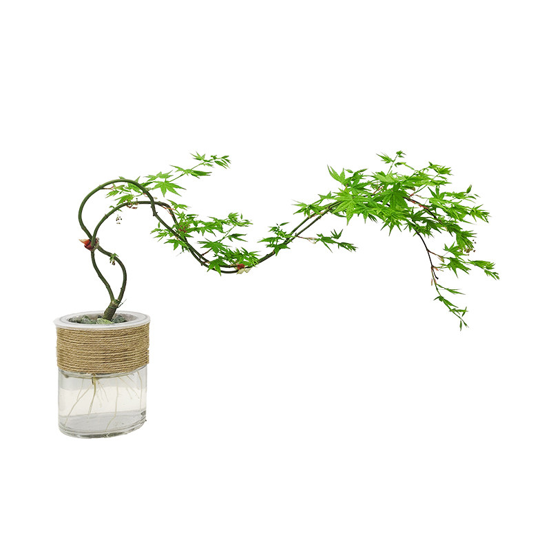 鱼缸水培黄金流泉枫盆景绿植鱼缸苔藓微景观