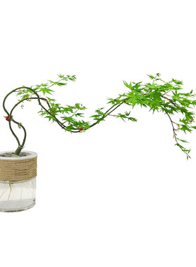 鱼缸水培黄金流泉枫盆景绿植鱼缸造景植物盆栽飘逸感五彩枫树迎客