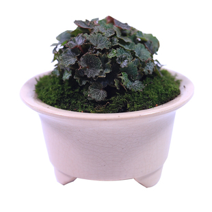 姬虎耳草日本迷你盆栽微型盆景苔藓蕨类假山造景小植物菖蒲草绿植