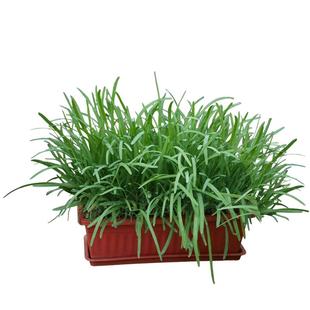 农家红根大宽叶韭菜根带土四季种子种籽子阳台苗紫根盆栽大叶根