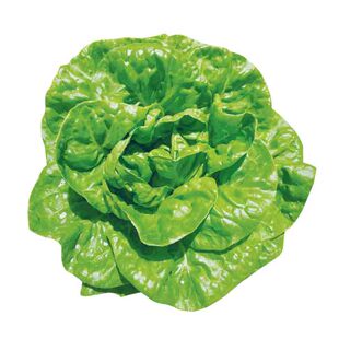 意大利生菜种子大全罗马生菜种孑结球种籽四季阳台盆栽菜籽种蔬菜