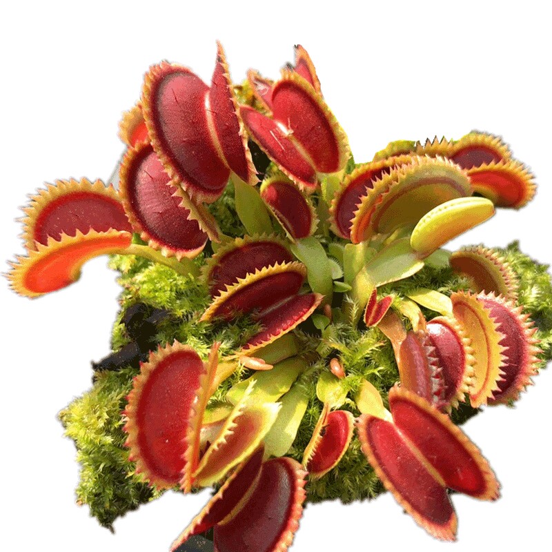 食虫植物超值带分株食人花