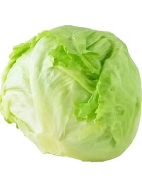 结球生菜种子圆生菜春夏秋四季播