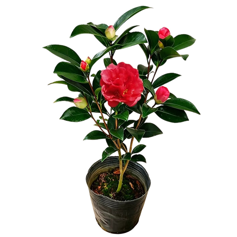四季开花大红茶花+香妃+十八学士