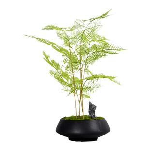新中式样板间花艺摆设仿真绿植盆景客厅意境植物茶室文竹盆栽摆件