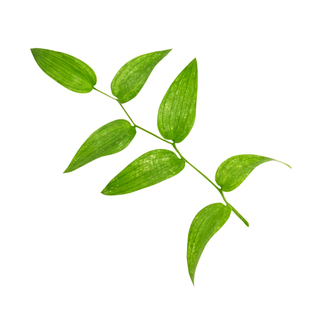 新鲜幸运星 阔叶舞竹 幸运草 腾树苗 酒店冷摆盘花草点缀一盒20片