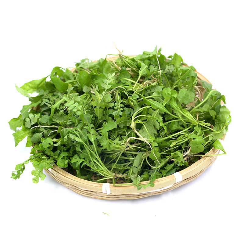 新鲜现摘荠菜现货4斤包饺子