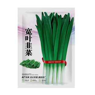 宽叶韭菜种子四季小香韭独根本地红紫韭菜种籽细叶耐热耐寒蔬菜苗