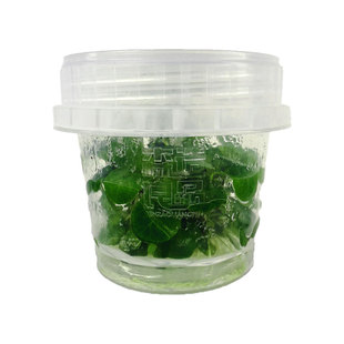 北美丁香无菌杯水草水族鱼缸生态缸造景水草中景阳性发色生态水草