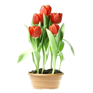 郁金香种球可水培土培花卉室内阳台盆栽庭院地载绿植耐寒耐热植物