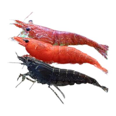观赏虾淡水清洁除澡除饲料残渣