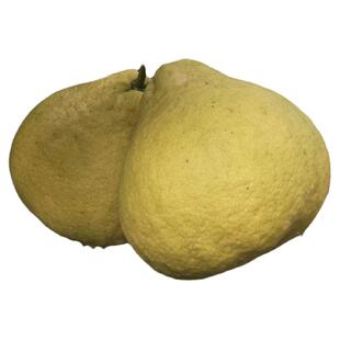 正宗合江真龙柚四川特产泸州柚子新鲜纯甜不酸当季水果沙田柚白心