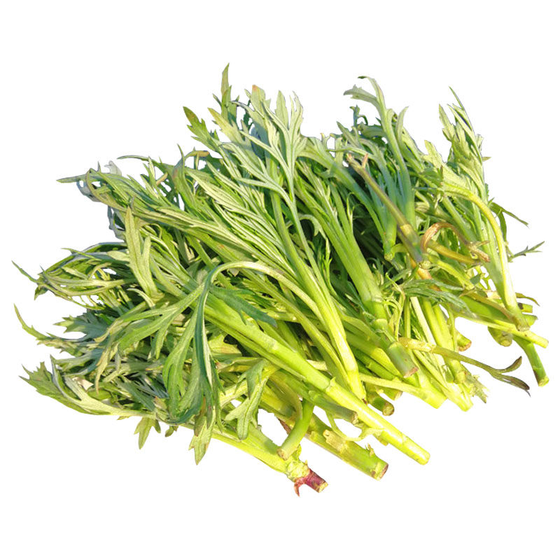 冷冻柳蒿芽长白山野菜产地直发