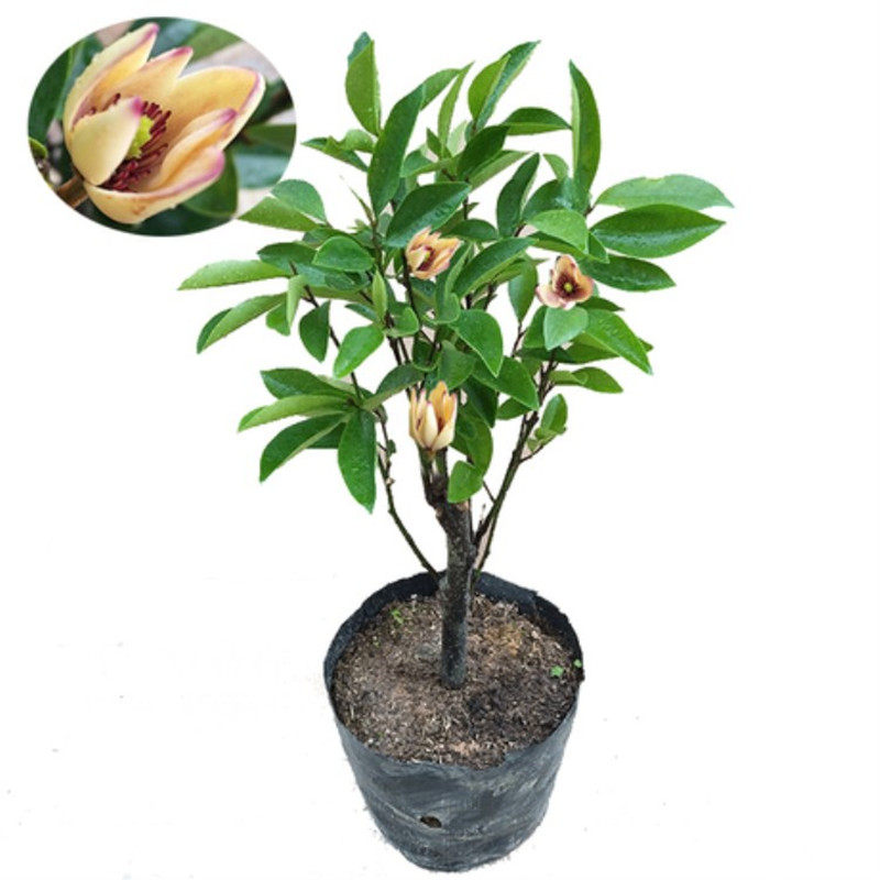 四季开花含笑浓香客厅芳香植物