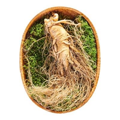 长白山新鲜人参大号鲜参产地直发