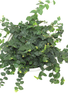 薜荔爬墙爬藤绿植常绿