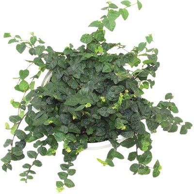 薜荔爬墙爬藤绿植常绿