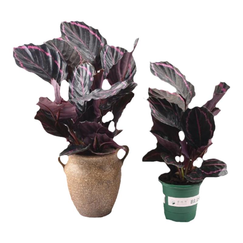 绿植双线室内花四季大型彩虹竹芋
