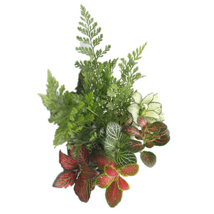 制微景观材料 diy植物盆栽 苔藓瓶 人气绿植办公室小花农满19包邮