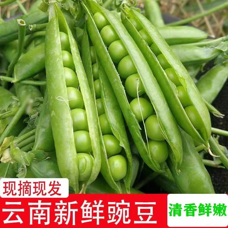 （现摘现发）云南新鲜甜脆水果豌豆带壳农家露天种植青豌豆颗粒饱