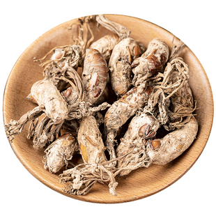 广西野生金蝉花中药材新鲜 金蝉衣 金蝉壳 金蝉皮干货包邮