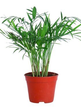 绿植散尾葵北欧风格卧室