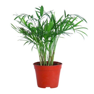 绿植散尾葵北欧风格卧室