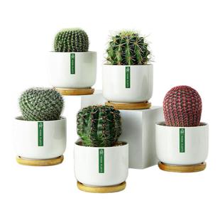 仙人球仙人掌科盆景桌面绿植物多肉摆件金虎办公室桌面室内小盆栽