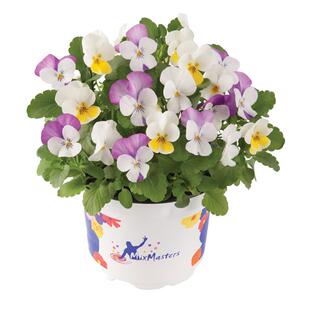 【顺手买一件】虹越角堇种子“德古拉”5粒种籽（秋播易活花期长