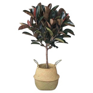 橡皮树黑金刚橡皮树客厅小苗盆栽真树室内好养净化空气绿植办公室