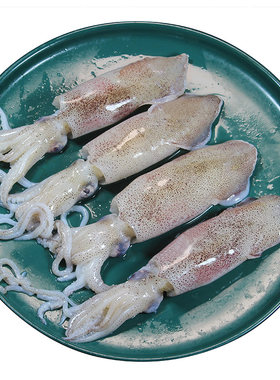 4斤笔管鱼新鲜小管鲜活海兔海鲜水产小鱿鱼生鲜鱿鱼海兔子非满籽