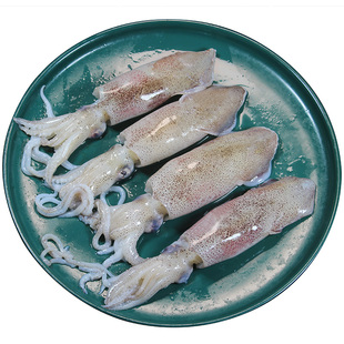 4斤笔管鱼新鲜小管鲜活海兔海鲜水产小鱿鱼生鲜鱿鱼海兔子非满籽