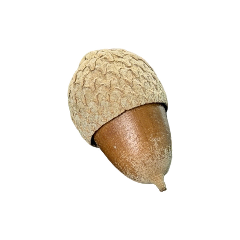 壳斗科天然植物橡果锐齿槲栎手工DIY包挂件原木风材料装饰摆件