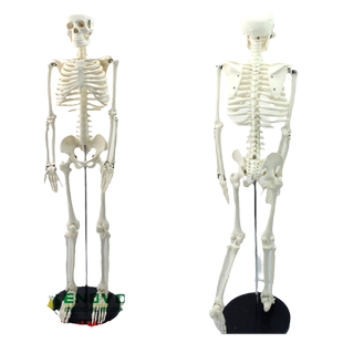 ENOVO颐诺美术艺用医学85CM人体骨骼模型骨骼骨架教学模型中小学人体骨骼模型 素描人体骨架医学解剖学习教具