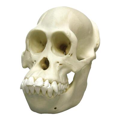 BoneClones定制科教模型