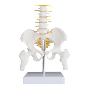 动态迷你腰椎骨盆模型关节可活动人体骨骼小女性脊柱骶髂教学骨架