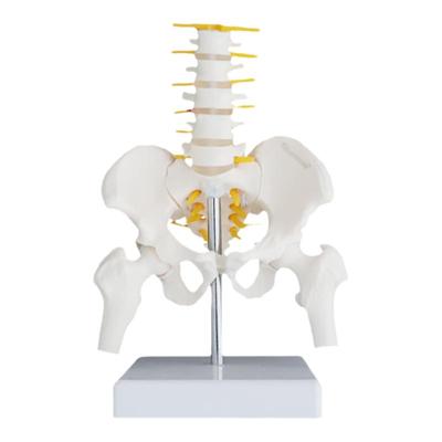 theratools医用动态腰椎骨盆模型