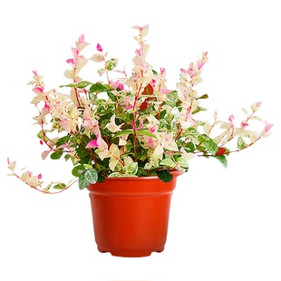 花叶络石盆栽吊兰四季垂吊耐热耐寒庭院室内绿植花卉彩叶络石花苗