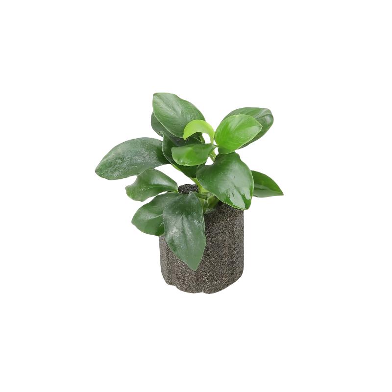 生态瓶迷你鱼缸袖珍水榕沉木树造景摆饰水草斗鱼定植水草摆件新手