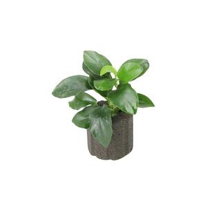 生态瓶迷你鱼缸袖珍水榕沉木树造景摆饰水草斗鱼定植水草摆件新手