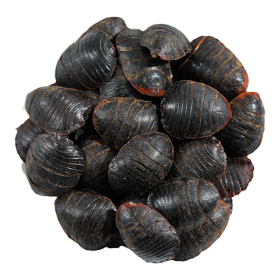 「天猫正品」野生整个大土元500g