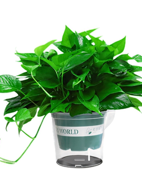 新房装修去异味大绿萝盆栽室内植物客厅吊兰长藤绿箩绿植批发绿罗