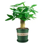 发财树小盆栽摆件办公室绿萝箩绿植花卉水培植物室内花文竹富贵竹