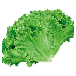 港翠玻璃生菜种子种籽孑阳台种菜四季盆栽莱种春季沙拉蔬菜孑菜籽