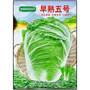 早熟五号大白菜蔬菜种子孑籽杂交夏秋冬别名黄芽菜结球白菜包心白