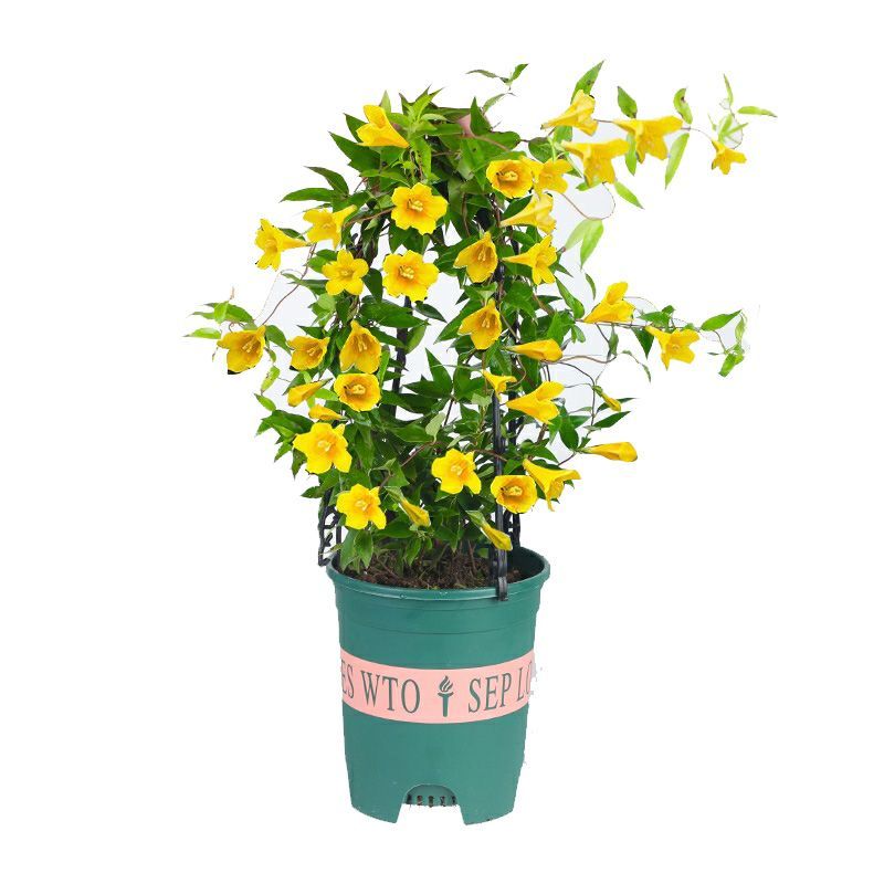 法国香水茉莉花盆栽带花苞耐寒阳台庭院客厅盆栽冬季开花浓香花卉