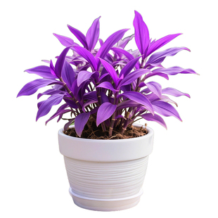 紫竹梅盆栽水培植物室内好养四季花卉绿植紫罗吊兰办公室客厅桌面